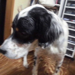 子豚組主催・犬猫譲渡会＠東京都杉並区永福町 サムネイル3