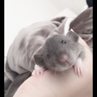 ファンシーラット♂里親様募集