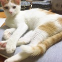 とても賢く控えめなカツオくん