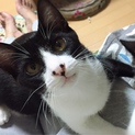 お鼻のブチ模様がチャームポイント☆