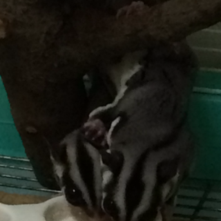 フクロモモンガ♀2才 ♂4ヶ月