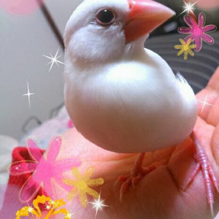 白文鳥 生後3年 メス