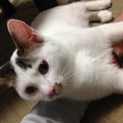 里親さん決まりました。どうもありがとうございました