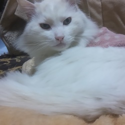 【生前の約束】