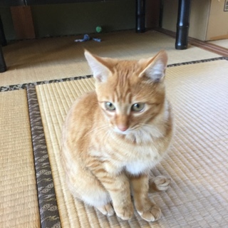 可愛い茶トラの女の子