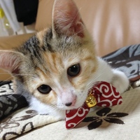 ぱん