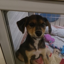 ボクがレックスになった日