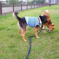 レックスのお友達