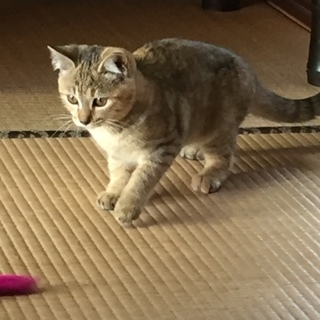 《一時停止中》可愛いトラ柄のサビ猫女の子