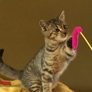 可愛いキジトラの女の子