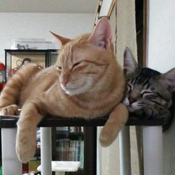 「便秘？」サムネイル2