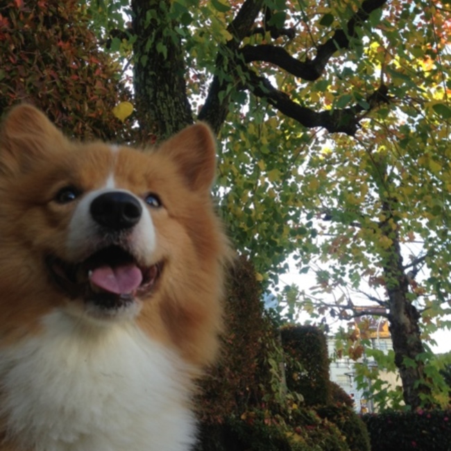 ししママのカバー写真