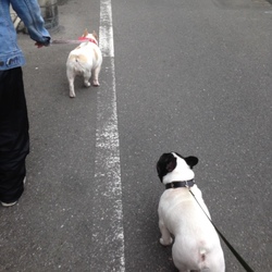 「Pep君」サムネイル3