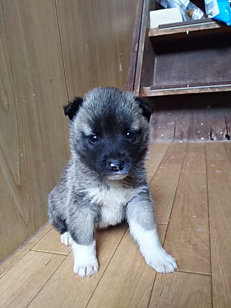 離乳食から大切に育てて下さる里親様募集 サムネイル1