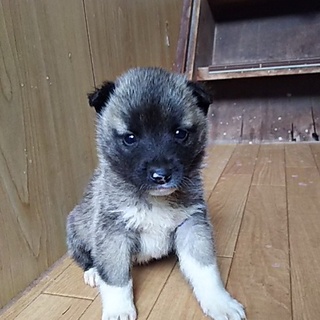 離乳食から大切に育てて下さる里親様募集