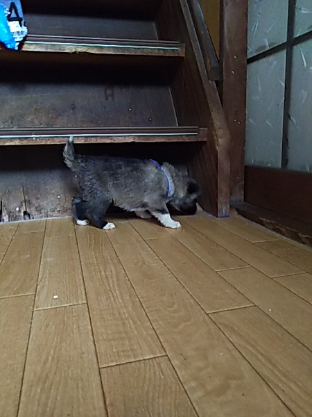 離乳食から大切に育てて下さる里親様募集 サムネイル2