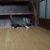 離乳食から大切に育てて下さる里親様募集 サムネイル2