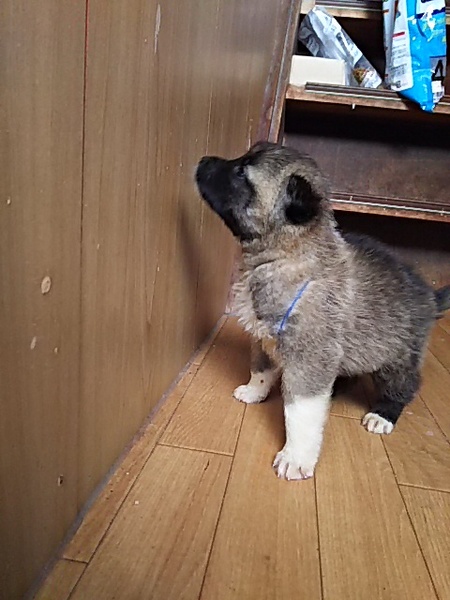 離乳食から大切に育てて下さる里親様募集 サムネイル3