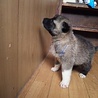 離乳食から大切に育てて下さる里親様募集 サムネイル3