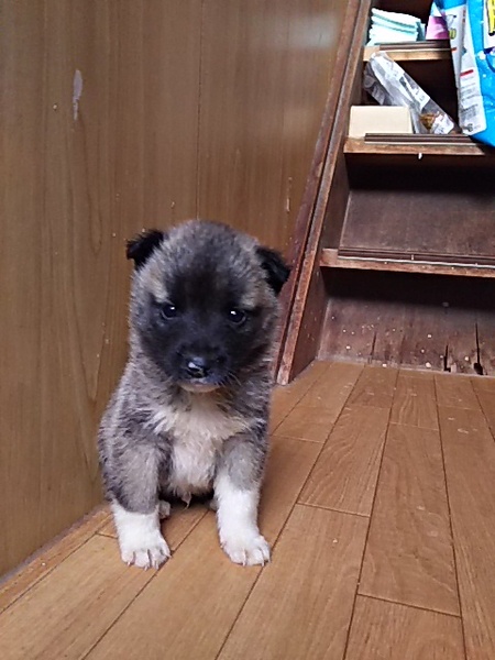 離乳食から大切に育てて下さる里親様募集 サムネイル4