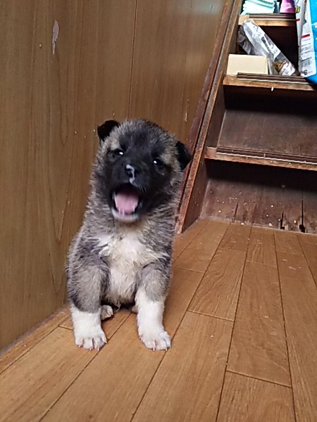 離乳食から大切に育てて下さる里親様募集 サムネイル5