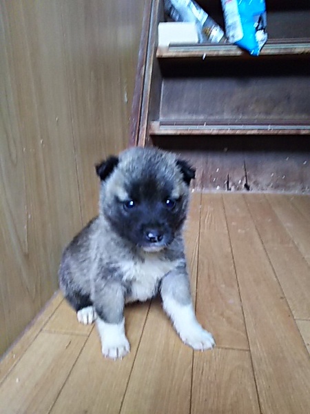 離乳食から大切に育てて下さる里親様募集 サムネイル6