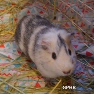 【トライアル待ち】保護モルモット「雪」ちゃん