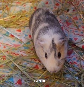 【トライアル待ち】保護モルモット「雪」ちゃん サムネイル2