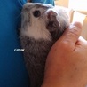 【トライアル待ち】保護モルモット「雪」ちゃん サムネイル5