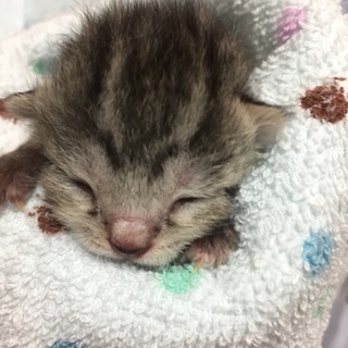 マンチカン子猫