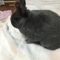 大切に育ててくれる方募集中