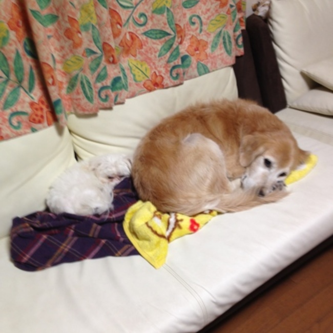 パトラッチョのカバー写真