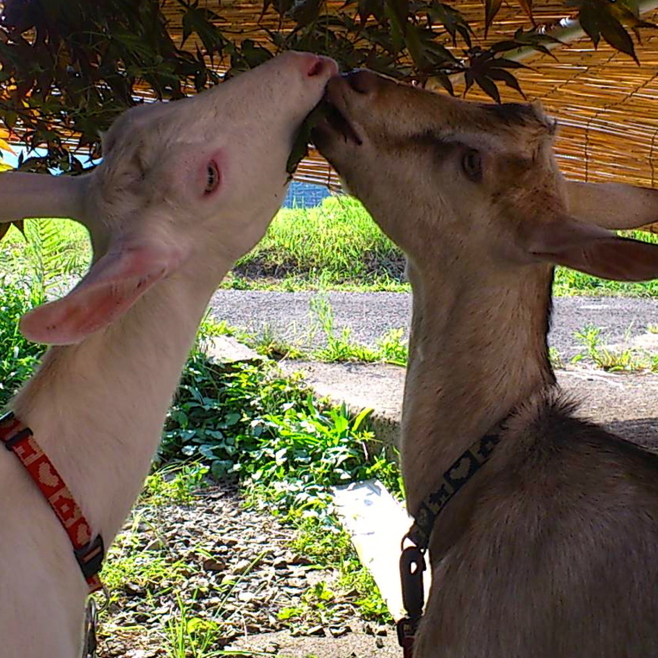 ゆきのカバー写真