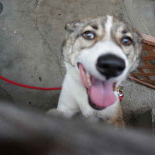 優しい目をした女の子 ヒナですよろしくお願いします