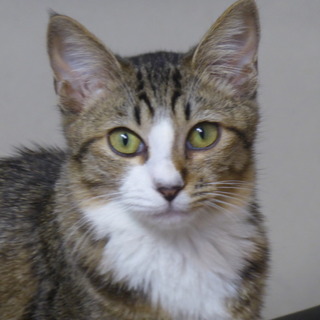 生後半年前後のキジトラです