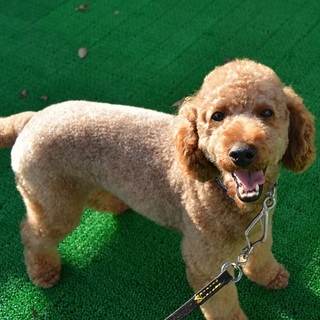 ７キロのトイプードル ♂ 推定２才  きん太