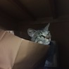 ゆっぴー2号