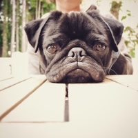 佐藤　鰤（ぶり）