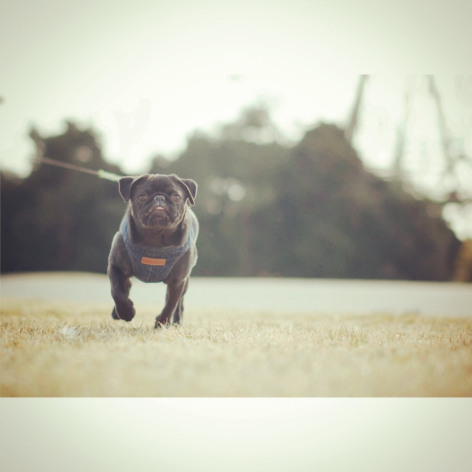 佐藤　鰤（ぶり）のカバー写真