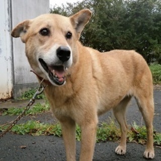 大至急！募集です！