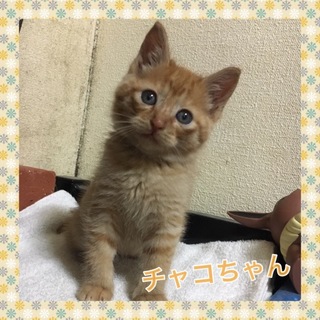 甘えん坊な子猫です♪