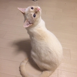 「猫団子も特大」サムネイル2