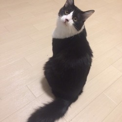 「猫団子も特大」サムネイル3