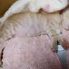 即お引渡し可能です 可愛い茶トラ　オス サムネイル2