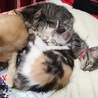 即お引渡し可能です 可愛い茶トラ　オス サムネイル4
