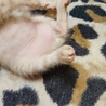 即お引渡し可能です 可愛い茶トラ　オス サムネイル7