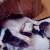 即お引渡し可能です 可愛い茶トラ　オス サムネイル6