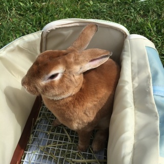 ミニレッキス里親募集‼️