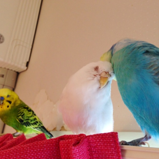 シーインコのカバー写真