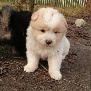 可愛いワンちゃんです